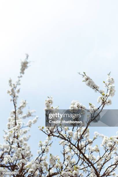 blooing tree against blue sky, germany - game changer stock pictures, royalty-free photos & images