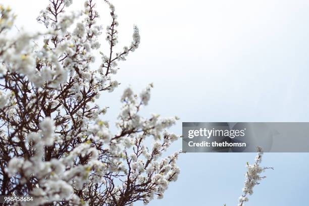 blooing tree against blue sky, germany - game changer stock pictures, royalty-free photos & images