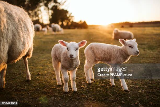 ceba de corderos en pasto verde - animales granja fotografías e imágenes de stock