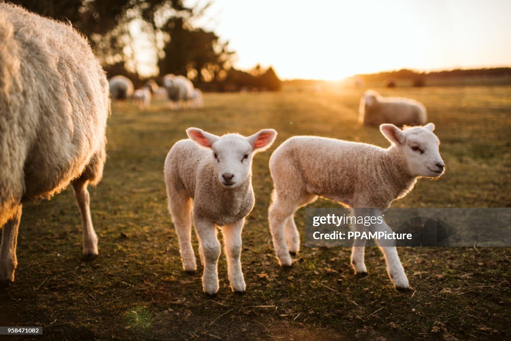 Prime lambs on green grass