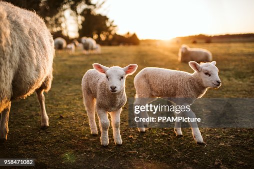Prime lambs on green grass Prime lambs on green grass