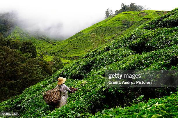 cameron highlands tea plantations, malaysia - plantation tea bildbanksfoton och bilder