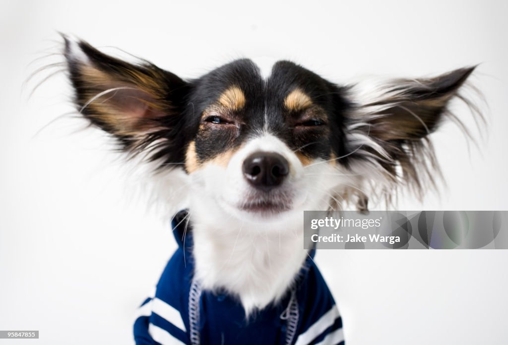 Funny, Wise Chihuahua Dog