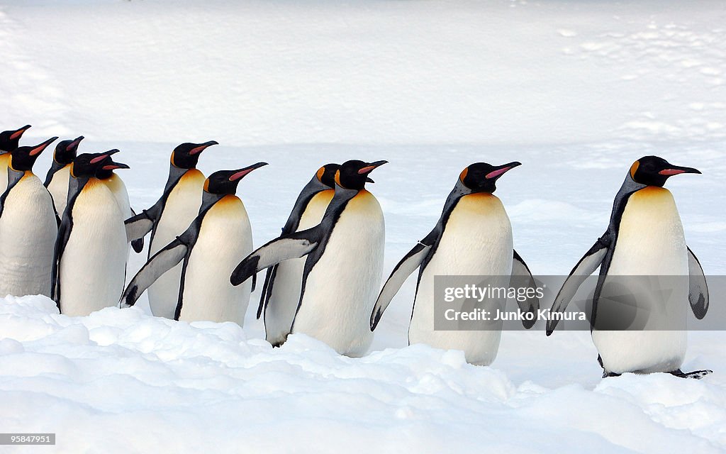 Up Close Viewing Of Animals Attracts Visitors To Asahiyama Zoo