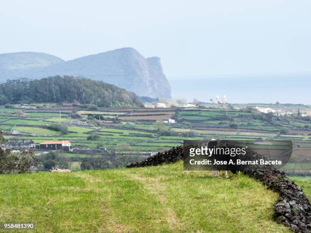 pastoral landscape, cows grazing over pastures green separated by stone walls. terceira island in the azores, portugal. - feldweg grüne wiese kühe stock-fotos und bilder