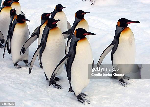 Group of King Penguins walk along a snow-covered path at Asahiyama Zoo on January 18, 2010 in Asahikawa, Japan. The stroll is held every day to...