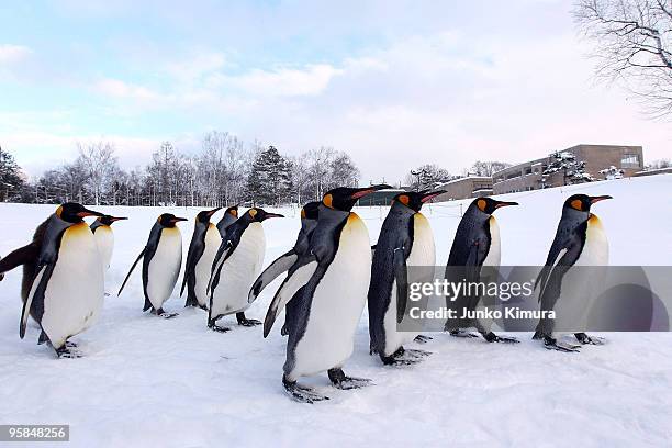 Group of King Penguins walk along a snow-covered path at Asahiyama Zoo on January 18, 2010 in Asahikawa, Japan. The stroll is held every day to...