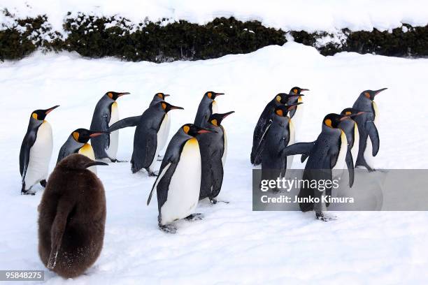 Group of King Penguins walk along a snow-covered path at Asahiyama Zoo on January 18, 2010 in Asahikawa, Japan. The stroll is held every day to...