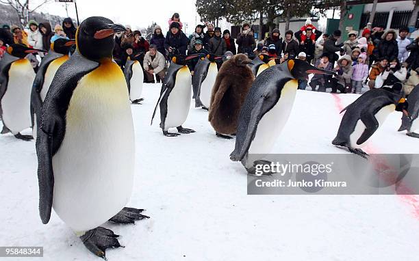 Group of King Penguins walk along a snow-covered path, watched by visitors at Asahiyama Zoo on January 18, 2010 in Asahikawa, Japan. The stroll is...