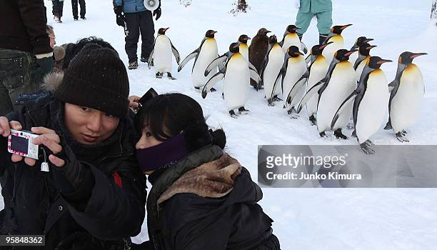 Visitors take photos of a group of King Penguins as they walk along a snow-covered path at Asahiyama Zoo on January 18, 2010 in Asahikawa, Japan. The...