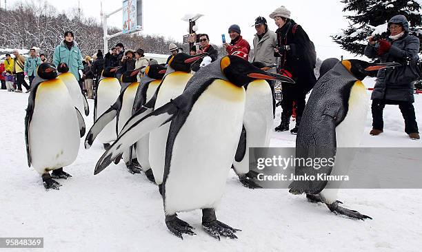 Group of King Penguins walk along a snow-covered path, watched by visitors at Asahiyama Zoo on January 18, 2010 in Asahikawa, Japan. The stroll is...