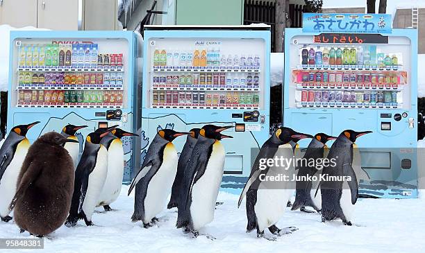 Group of King Penguins walk along a snow-covered path past vending machines at Asahiyama Zoo on January 18, 2010 in Asahikawa, Japan. The stroll is...