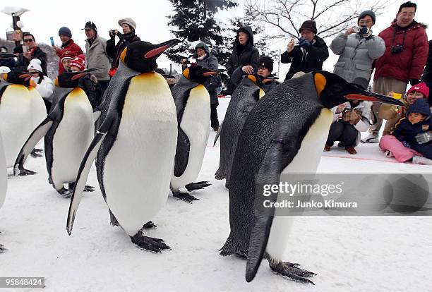 Group of King Penguins walk along a snow-covered path, watched by visitors at Asahiyama Zoo on January 18, 2010 in Asahikawa, Japan. The stroll is...