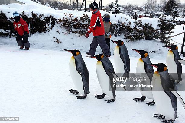 Group of King Penguins walk along a snow-covered path at Asahiyama Zoo on January 18, 2010 in Asahikawa, Japan. The stroll is held every day to...