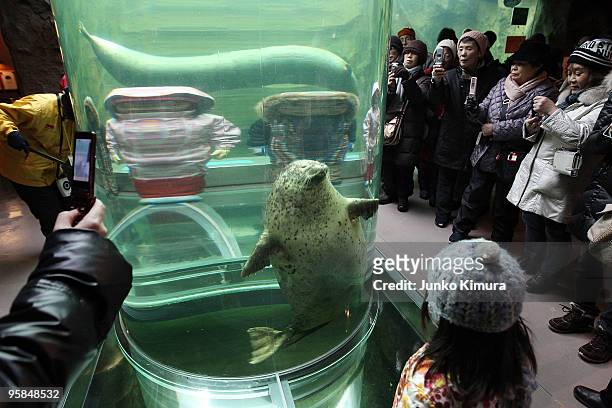 Seal, swimming in a tube linking two water tanks below and above ground, is watched by visitors at Asahiyama Zoo on January 18, 2010 in Asahikawa,...