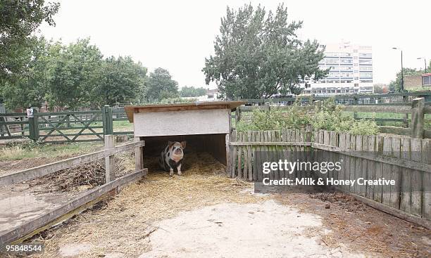 Pig Sty Example Pig Sty Photos and Premium High Res Pictures - Getty Images