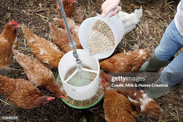 person feeding chickens  - child eating cereal stock pictures, royalty-free photos & images