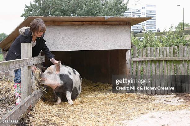 girl feeding pig  - varkenshok stockfoto's en -beelden