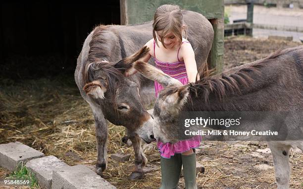 girl petting 2 donkeys  - ass six stock pictures, royalty-free photos & images