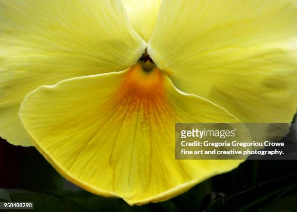 yellow pansy - gregoria gregoriou crowe fine art and creative photography. imagens e fotografias de stock