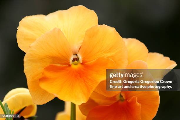 orange pansies - gregoria gregoriou crowe fine art and creative photography. imagens e fotografias de stock