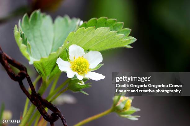 strawberry plant blossom - gregoria gregoriou crowe fine art and creative photography stock-fotos und bilder