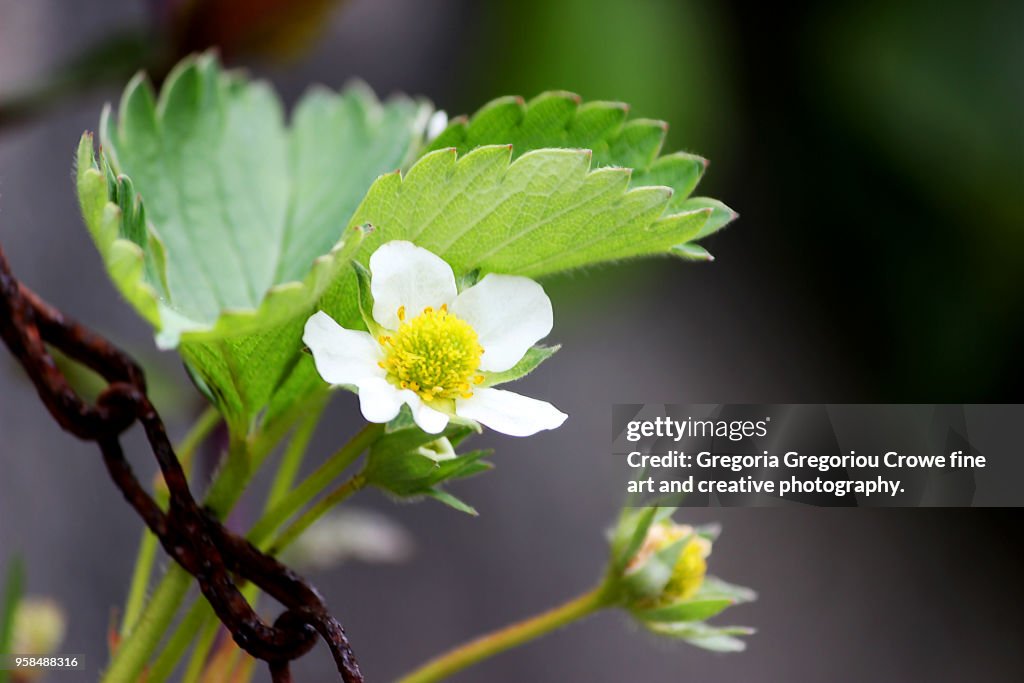 Strawberry Plant Blossom