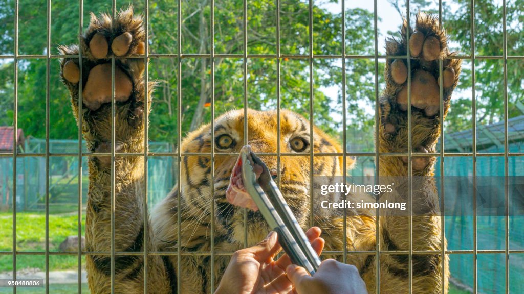 Tiger Feeding High-Res Stock Photo - Getty Images