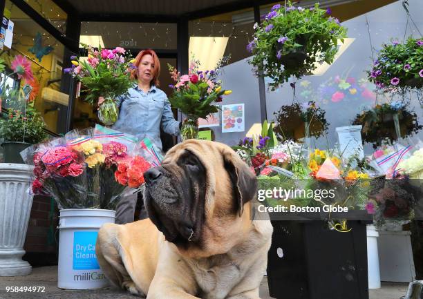 Mary Duffy, owner of Halls Of Tara flower shop on Centre Street in the West Roxbury neighborhood of Boston, carries Mothers Day arrangements to the...