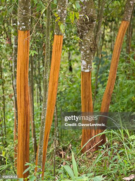 cinnamon trees - cinnamon stock pictures, royalty-free photos & images