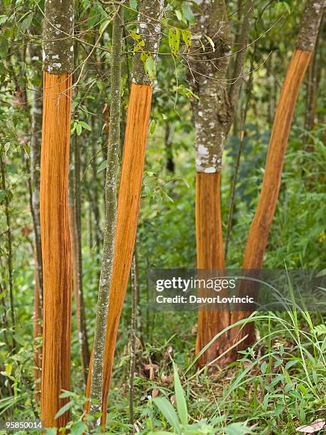 árvores de canela - canela imagens e fotografias de stock