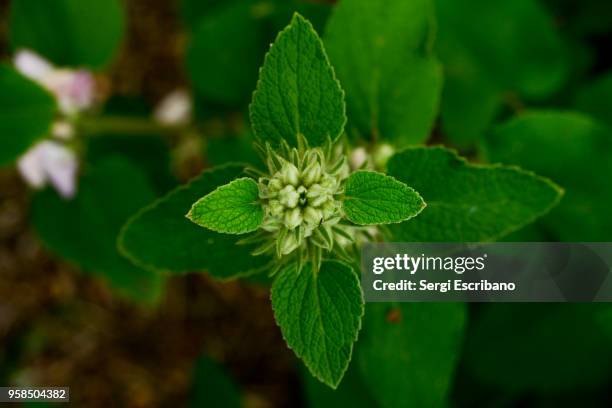 phlomis maroccana, pink jerusalem sage - jerusalem sage stock pictures, royalty-free photos & images