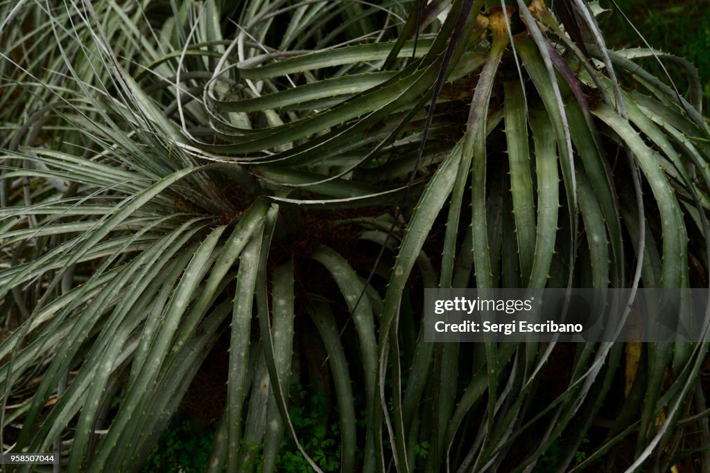 Chagual,Puya berteroniana plant