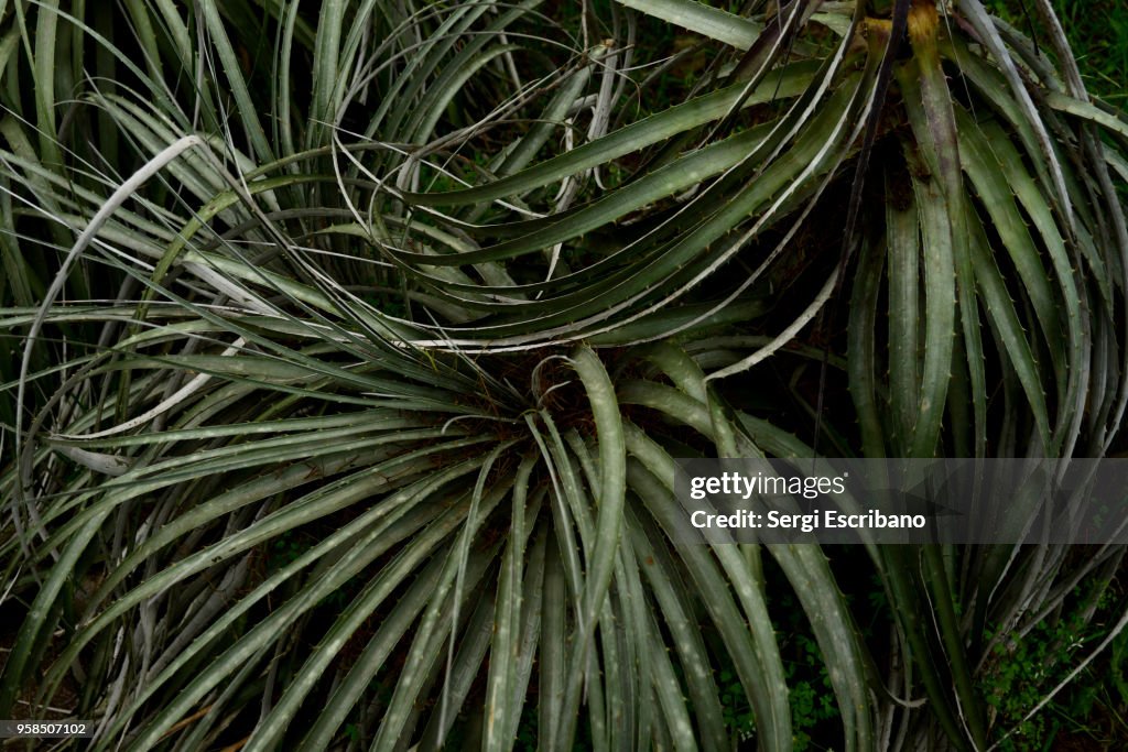 Chagual,Puya berteroniana plant