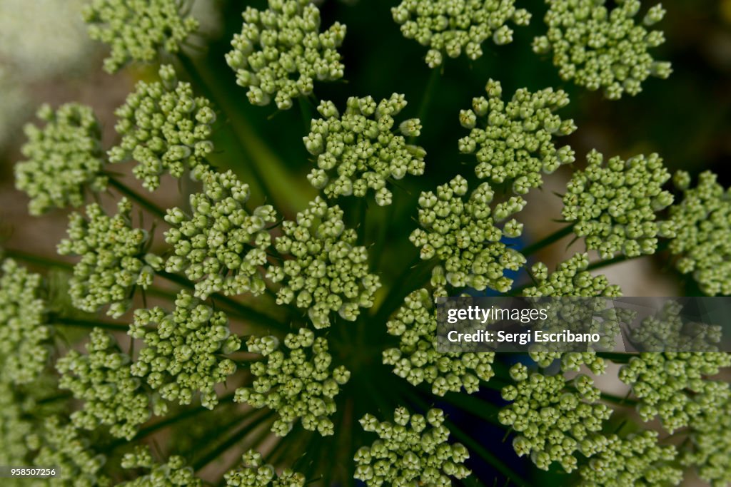 Magydaris Is A Genus Of Perennial Herbs In The Apiaceae Family Native