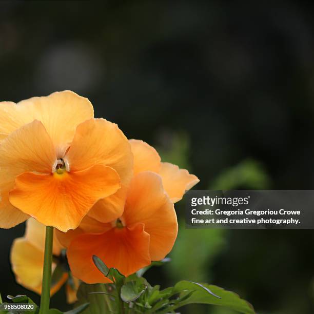 orange pansies - gregoria gregoriou crowe fine art and creative photography. stock pictures, royalty-free photos & images