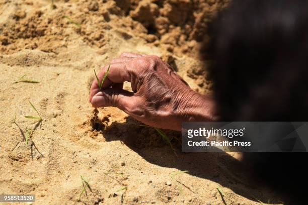 Thai farmers collect scattered rice seeds, which are believed to bring good luck, wealth and abundance of harvest for the year ahead, during the...