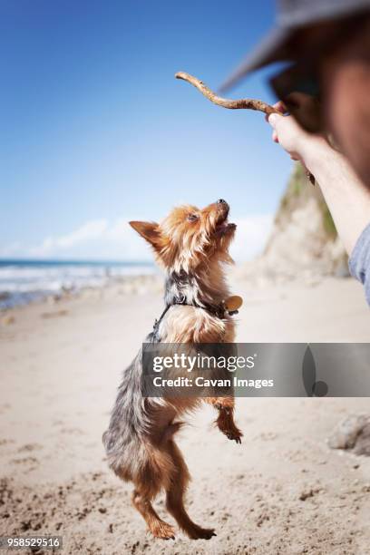 cropped image of man playing with yorkshire terrier at beach - yorkshire terrier playing stock pictures, royalty-free photos & images