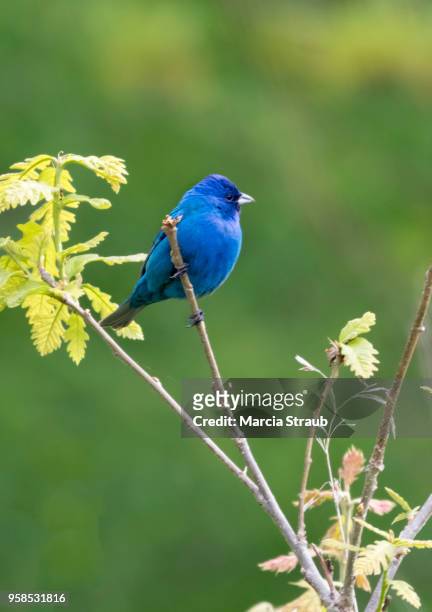 indigo bunting in the meadow - indigo bunting stock pictures, royalty-free photos & images