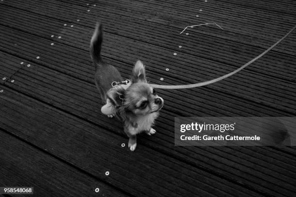 Small dog during the 71st annual Cannes Film Festival at on May 13, 2018 in Cannes, France.