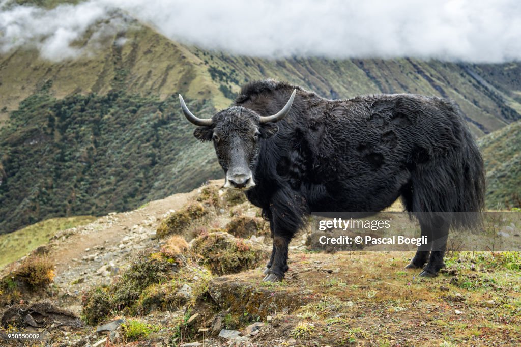 Yak between Lingshi and Chebisa, Thimphu District, Snowman Trek, Bhutan