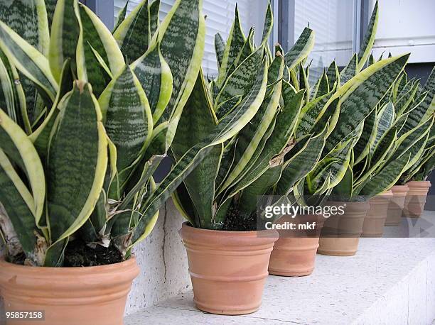 pot plants - greater than sign stock pictures, royalty-free photos & images