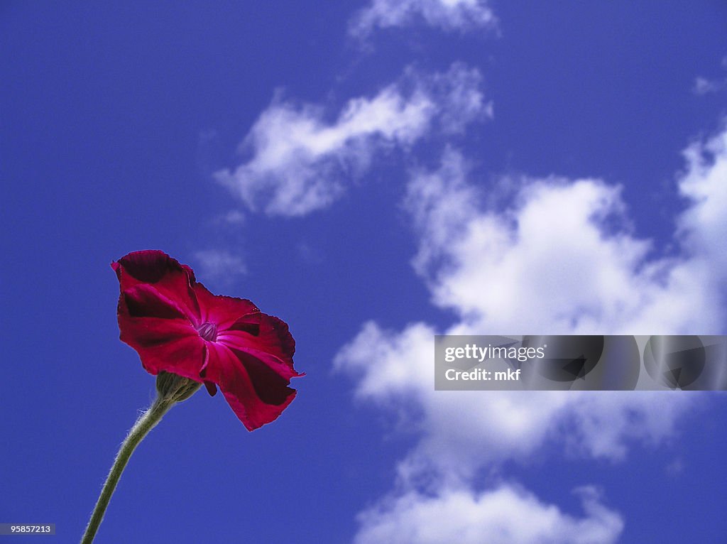 Flower against blue sky