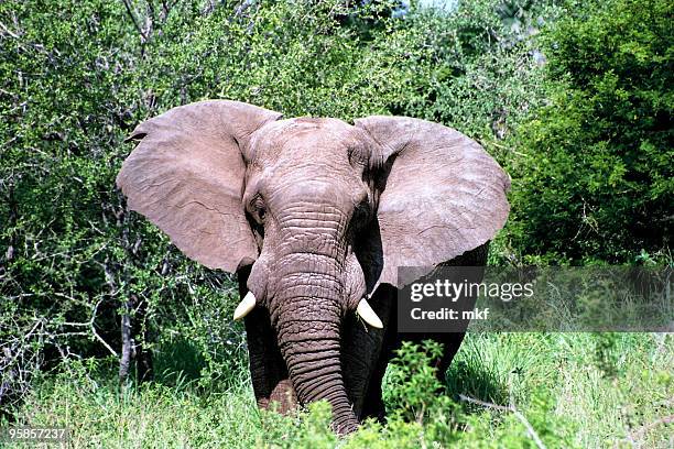 great african elephant with tusks - murderer stock pictures, royalty-free photos & images