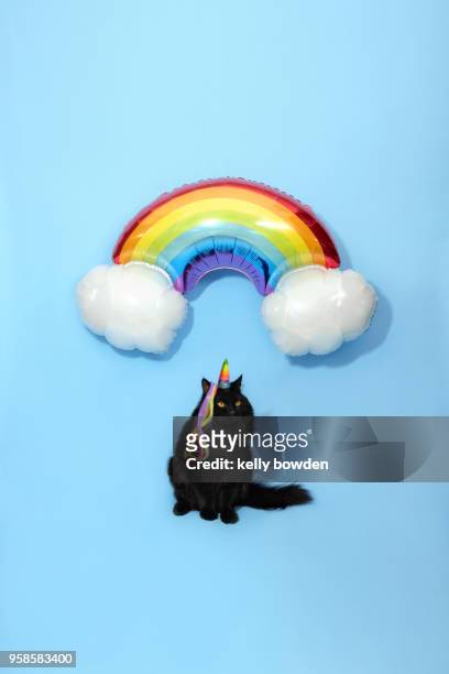 unicorn cat caticorn rainbow balloon gay pride - kelly bowden stock pictures, royalty-free photos & images