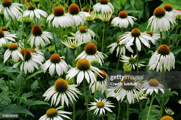 echinacea purpurea de los "swan'- de hierbas y medicina herbaria - equinácea fotografías e imágenes de stock