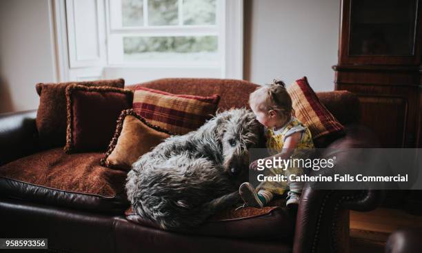 small toddler girl and huge irish wolfhound - ierse wolfhond stockfoto's en -beelden