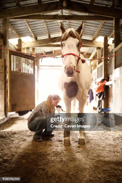 cowgirl bandaging leg of horse in stable - horse family stock pictures, royalty-free photos & images