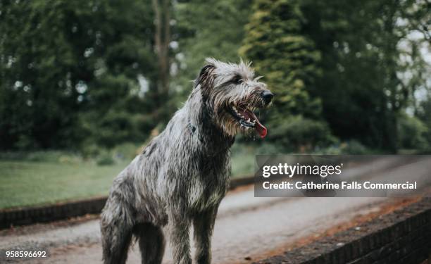 beautiful one year old irish wolfhound - irish wolfhound foto e immagini stock