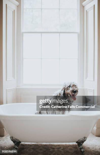 irish wolfhound in a bath tub - irischer wolfshund stock-fotos und bilder